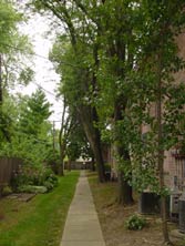 tree-lined walkway