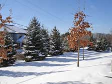 condo backs to tree-line & grassy commons