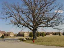 Lone Oak at Stonebridge