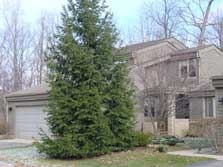 2 story units with mature trees