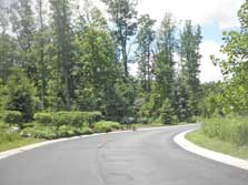 tree-lined main driveway