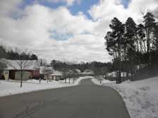 street view and towering pines